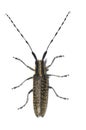 Longhorn beetle