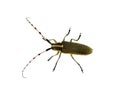 Longhorn beetle