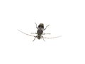 Longhorn beetle acanthocerus griseus on white Royalty Free Stock Photo