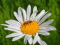 Longhorn beetle Anastrangalia reyi eats pollen on a flower of Leucanthemum vulgare Royalty Free Stock Photo