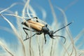 Longhorn beetle, Anastrangalia sanguinolenta Royalty Free Stock Photo