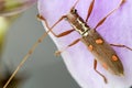 Longhorn Beetle (Batocera sp.)