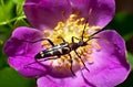 Longhorn beetle on the briar flower