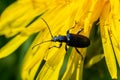 The longhorn beetle Callidium violaceum on a yellow flower