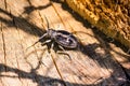 The longhorn beetle Cerambycidae, also known as long-horned or longicorns Royalty Free Stock Photo