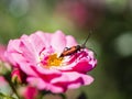 Longhorn beetle - Corymbia cordigera - Brachyleptura cordigera m Royalty Free Stock Photo