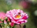 Longhorn beetle - Corymbia cordigera - Brachyleptura cordigera male on fresh flower Royalty Free Stock Photo