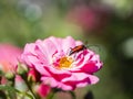 Longhorn beetle - Corymbia cordigera - Brachyleptura cordigera male on fresh flower Royalty Free Stock Photo