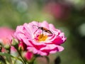Longhorn beetle - Corymbia cordigera - Brachyleptura cordigera male on fresh flower Royalty Free Stock Photo