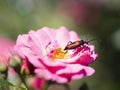 Longhorn beetle - Corymbia cordigera - Brachyleptura cordigera male on fresh flower Royalty Free Stock Photo