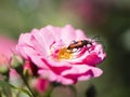 Longhorn beetle - Corymbia cordigera - Brachyleptura cordigera male on fresh flower Royalty Free Stock Photo