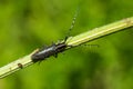 Longhorn beetle crawling on grass Royalty Free Stock Photo