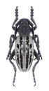 Longhorn beetle Dorcadion azerbajdzhanicum male