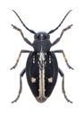 Longhorn beetle Dorcadion equestre (female)