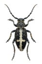 Longhorn beetle Dorcadion equestre (male)