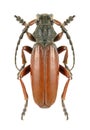 Longhorn beetle Dorcadion fulvum canaliculatum