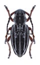 Longhorn beetle Dorcadion niveisparsum female