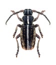 Longhorn beetle Dorcadion pusillum (male)