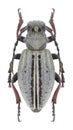 Longhorn beetle Dorcadion sulcipenne plyushchi female