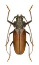 Longhorn beetle Ergates faber