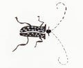 Longhorn beetle hand-drawn in sumi-e style