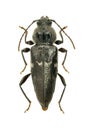 Longhorn beetle Hylotrupes bajulus