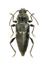 Longhorn beetle Hylotrupes bajulus Royalty Free Stock Photo