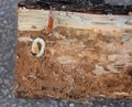 Longhorn beetle larva inside wood