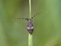 Longhorn beetle, Leiopus nebulosus Royalty Free Stock Photo
