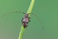 Longhorn beetle - Leiopus nebulosus Royalty Free Stock Photo