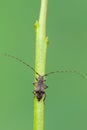 longhorn beetle - Leiopus nebulosus