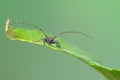 Longhorn beetle - Leiopus nebulosus