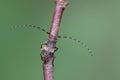 Longhorn beetle - Leiopus nebulosus