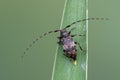 longhorn beetle - Leiopus nebulosus Royalty Free Stock Photo