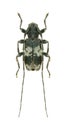 Longhorn beetle Leiopus punctulatus