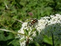 Longhorn beetle (Leptura quadrifasciata) sitting on a flower in summer