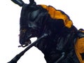 Longhorn beetle Royalty Free Stock Photo