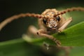 Longhorn beetle macro photo on leaf