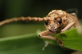 Longhorn beetle macro photo on leaf