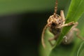 Longhorn beetle macro photo on leaf