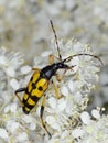 Longhorn beetle