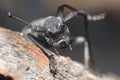 Longhorn beetle - Morimus funereus