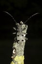 Longhorn Beetle / Morimus funereus