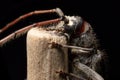 Longhorn Beetle mouth closeup stock photo Royalty Free Stock Photo