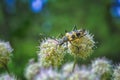 Longhorn beetle, Pachyta quadrimaculata. Pachyta quadrimaculata - beetle in nature. Close up, soft focus.
