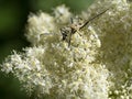 Longhorn beetle, Pachyta quadrimaculata on a white flower in the forest