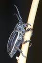 Longhorn beetle ( Pedestredorcadion murrayi )