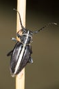 Longhorn beetle ( Pedestredorcadion murrayi )