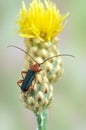 Longhorn beetle Phymatodes testaceus Royalty Free Stock Photo