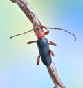 Longhorn beetle Phymatodes testaceus Royalty Free Stock Photo